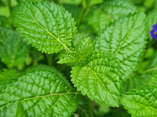 Mentyl PCA: charakterystyka i zastosowania